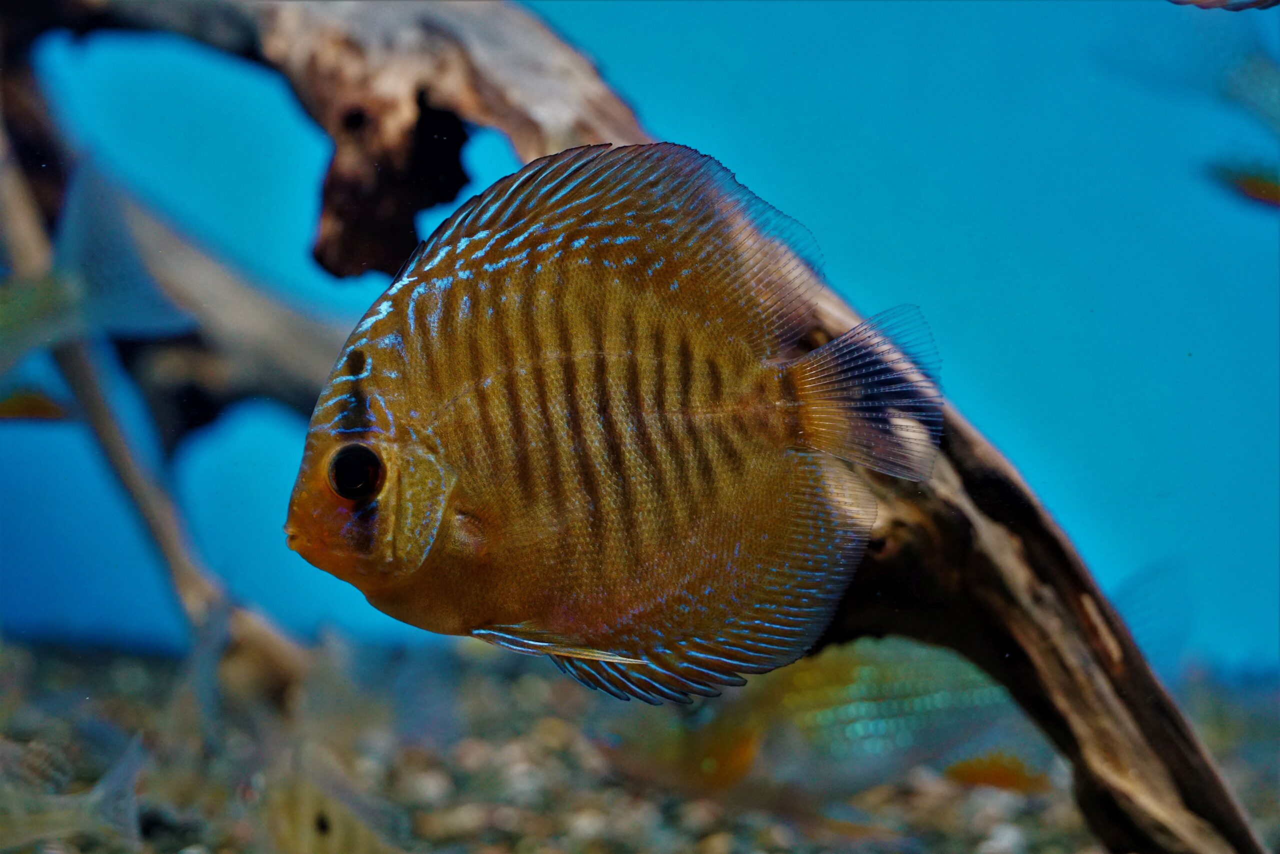 Diskus Braun NZ 7-8cm (1)