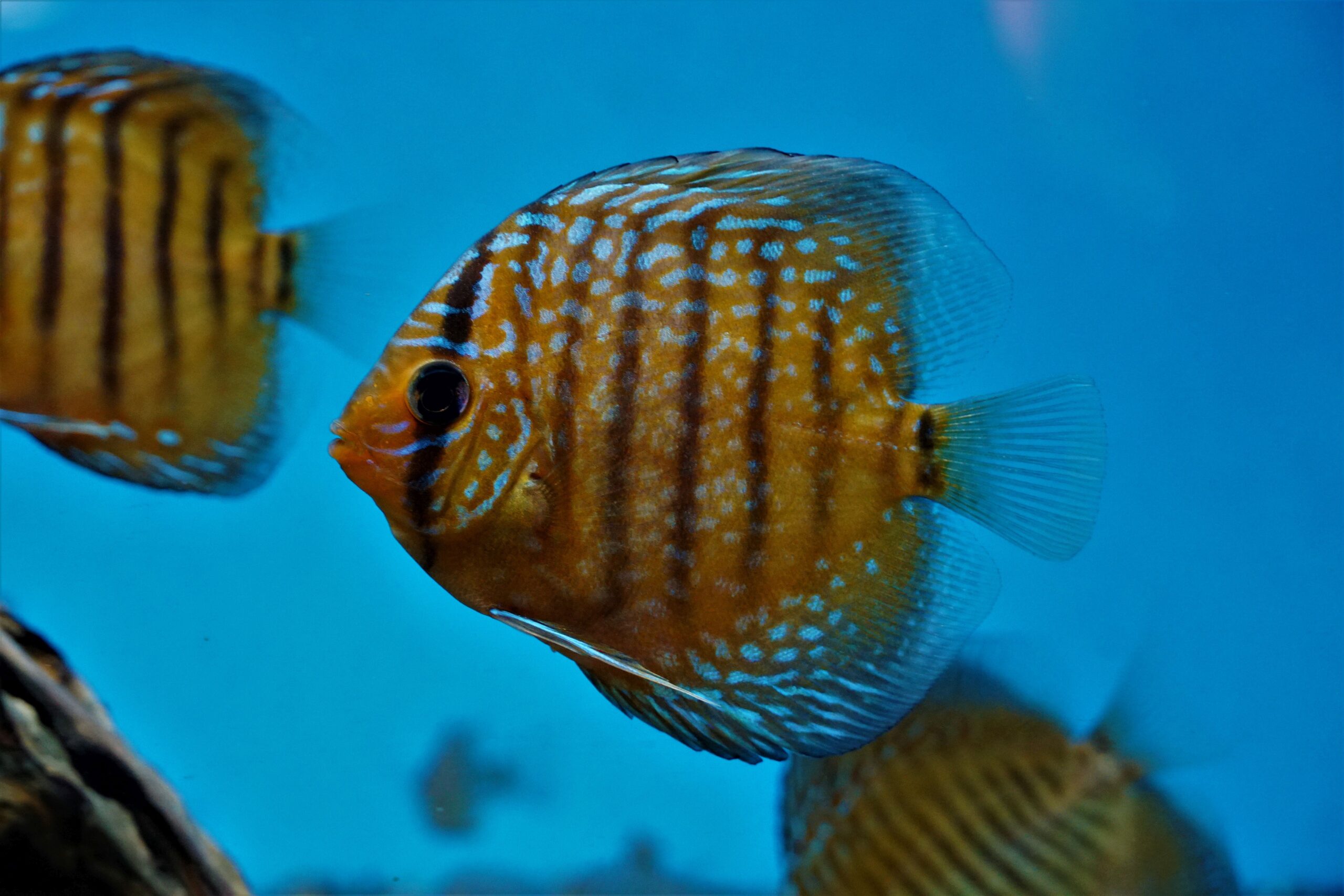 Diskus Braun NZ 7-8cm (2)