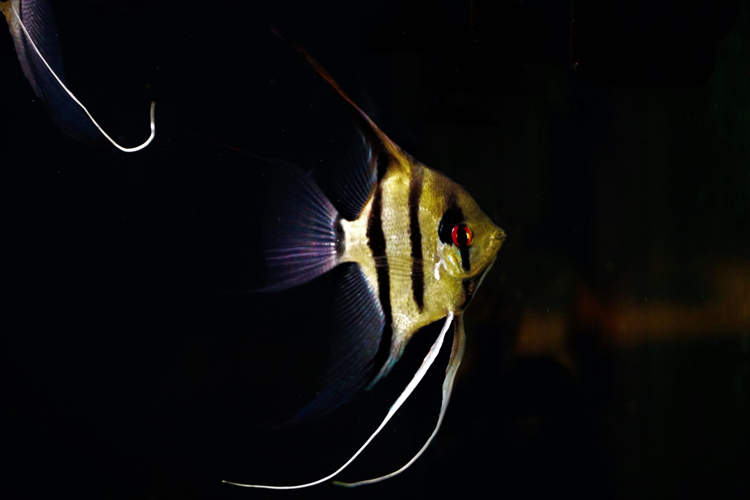 Pt. scalare Peru Skalar (1)