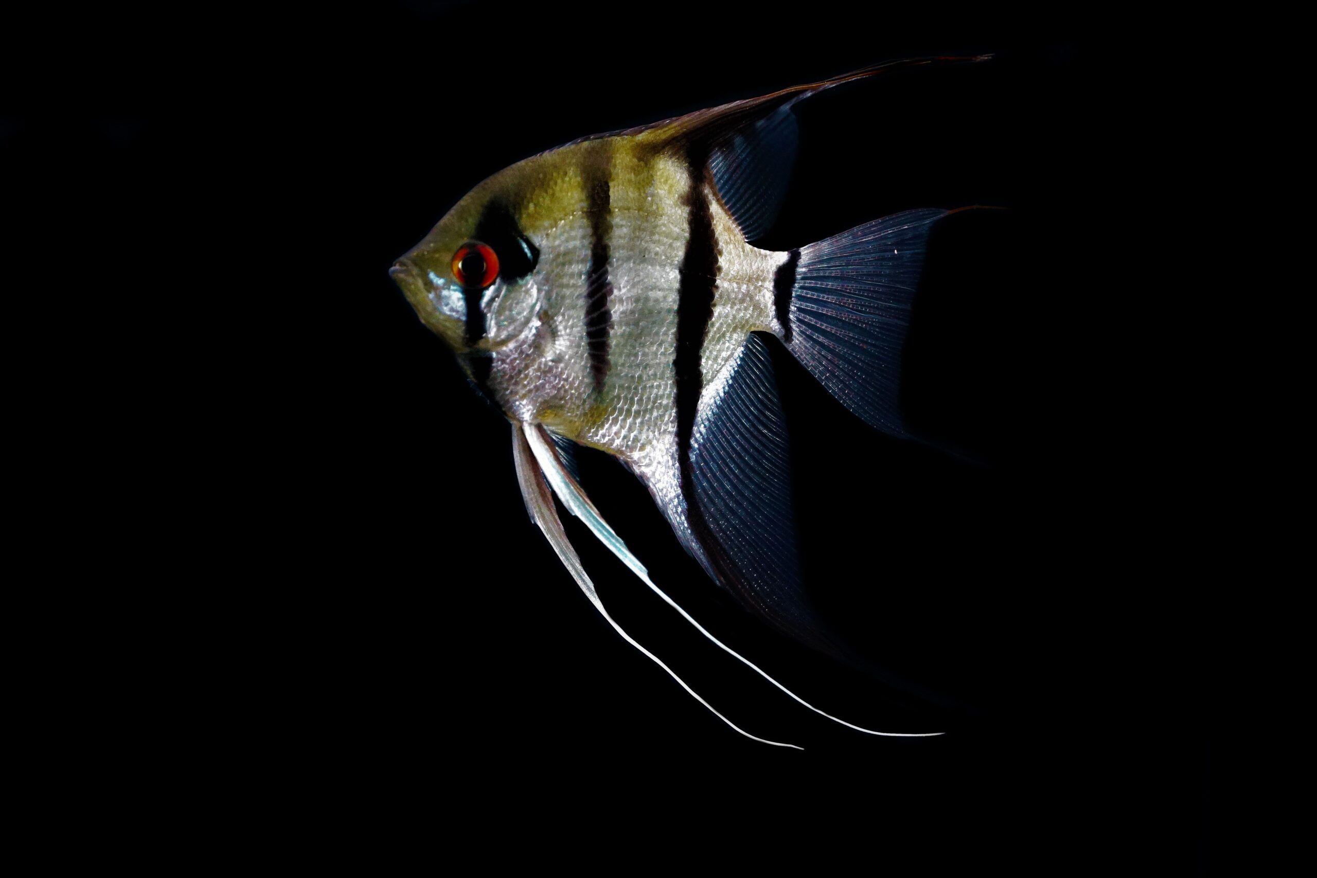 Pt. scalare Peru Skalar (2)