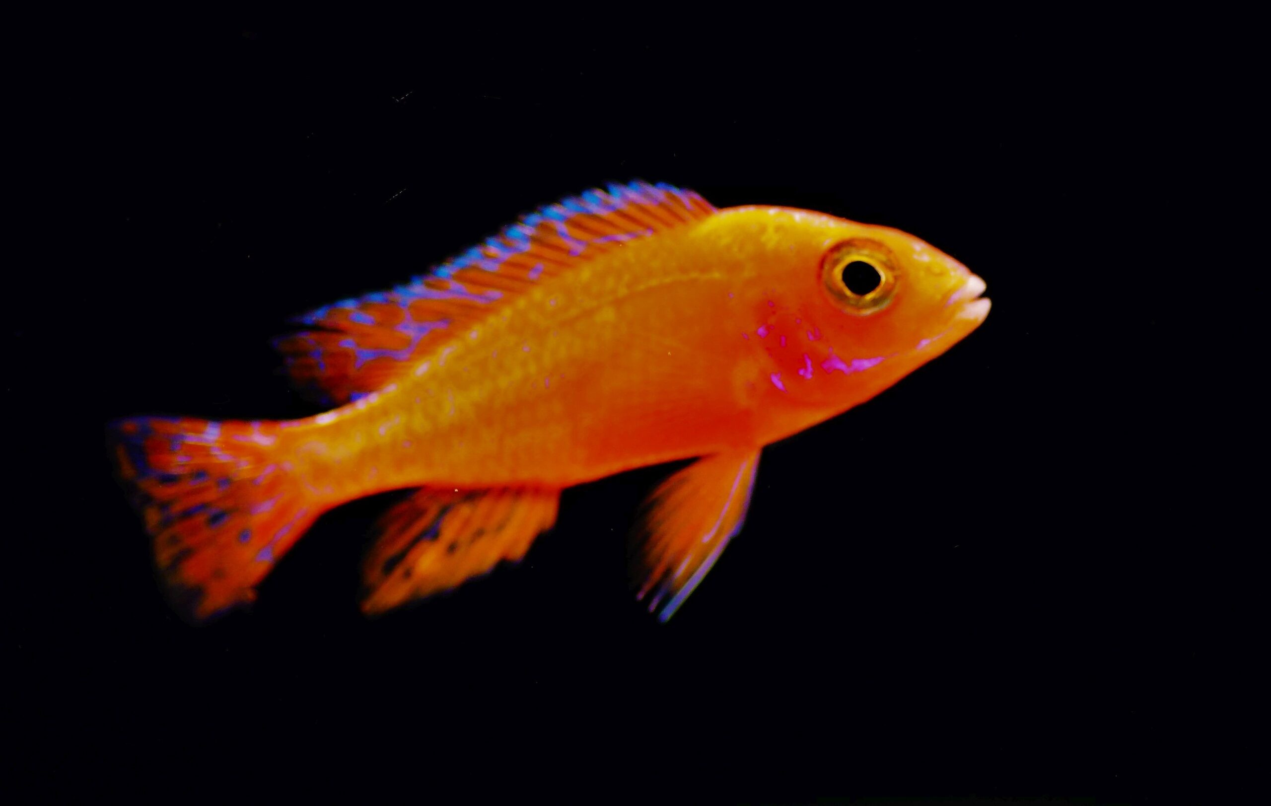 Aulonacara sp. Dragon Blood