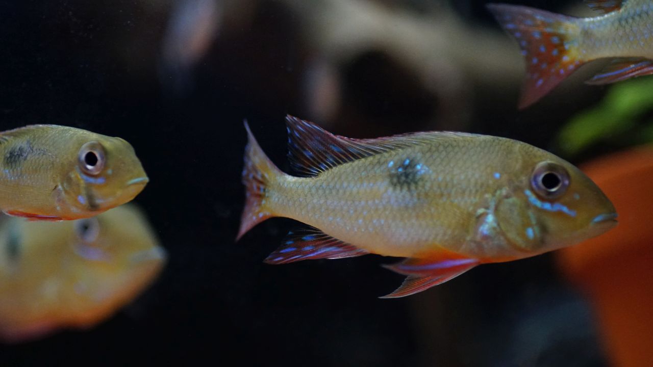 Geophagus sp. pantha rhei (2)