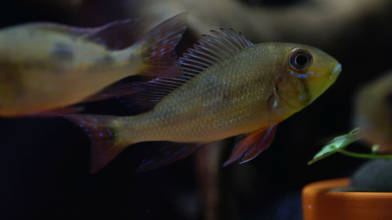 Geophagus sp. pantha rhei (3)