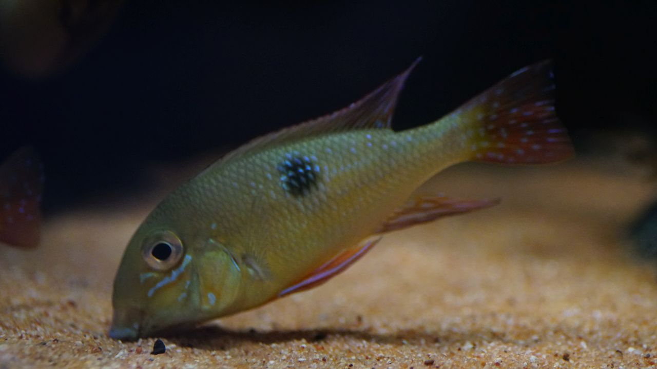 Geophagus sp. pantha rhei (4)