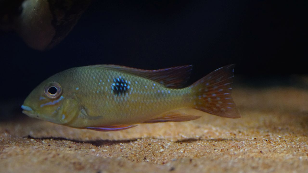 Geophagus sp. pantha rhei (5)