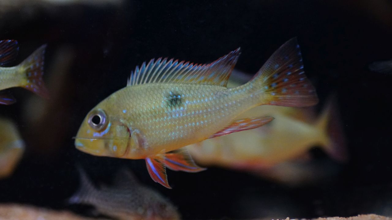 Geophagus sp. pantha rhei