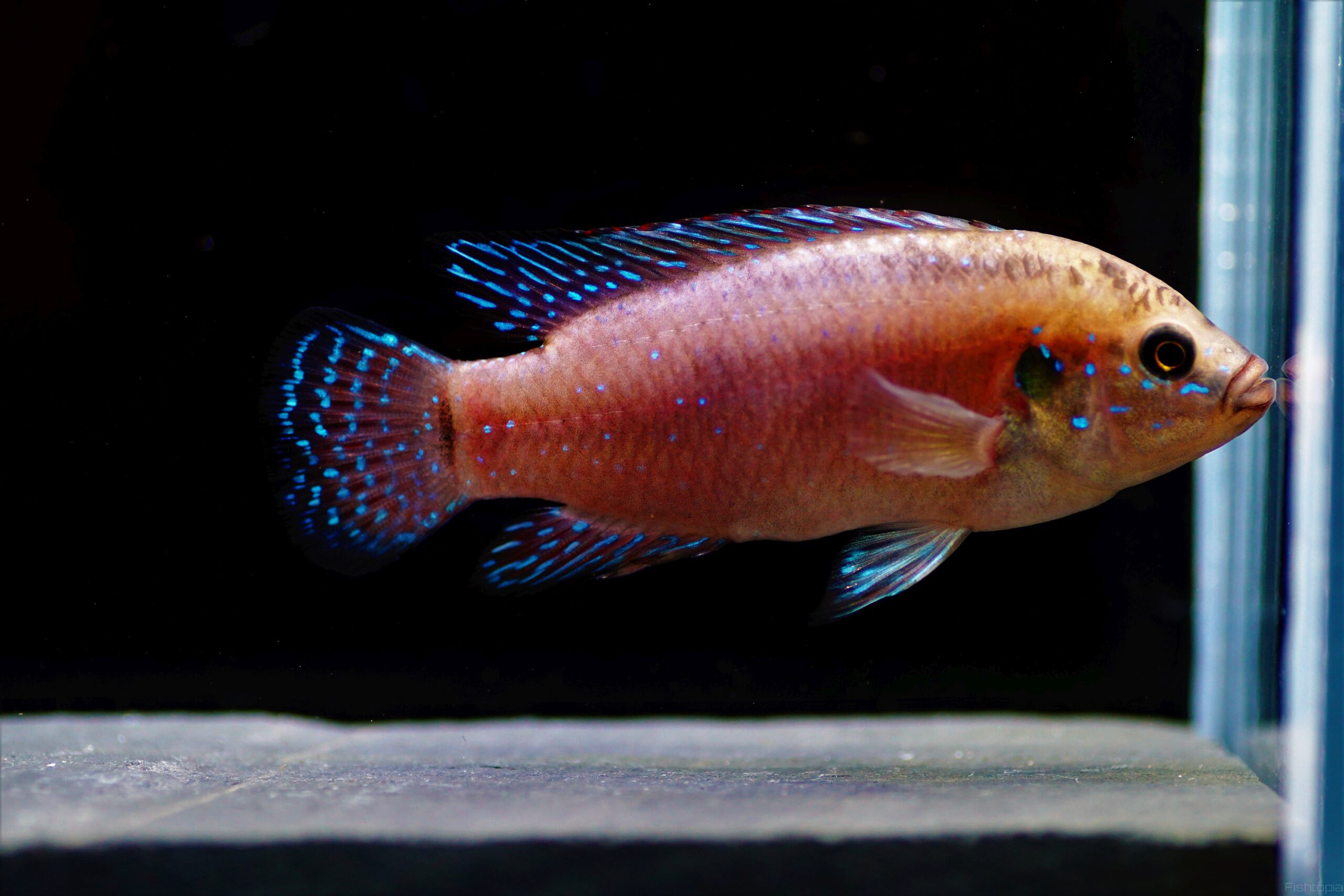 Hemichromis exsul