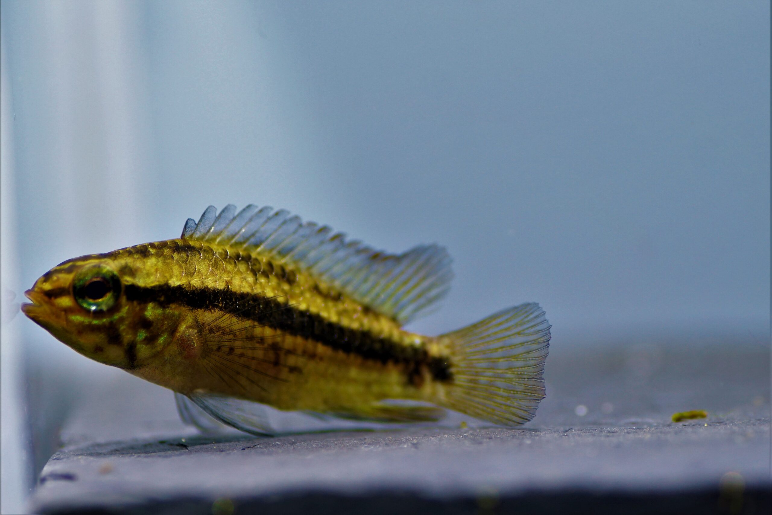 Apistogramma kullanderi