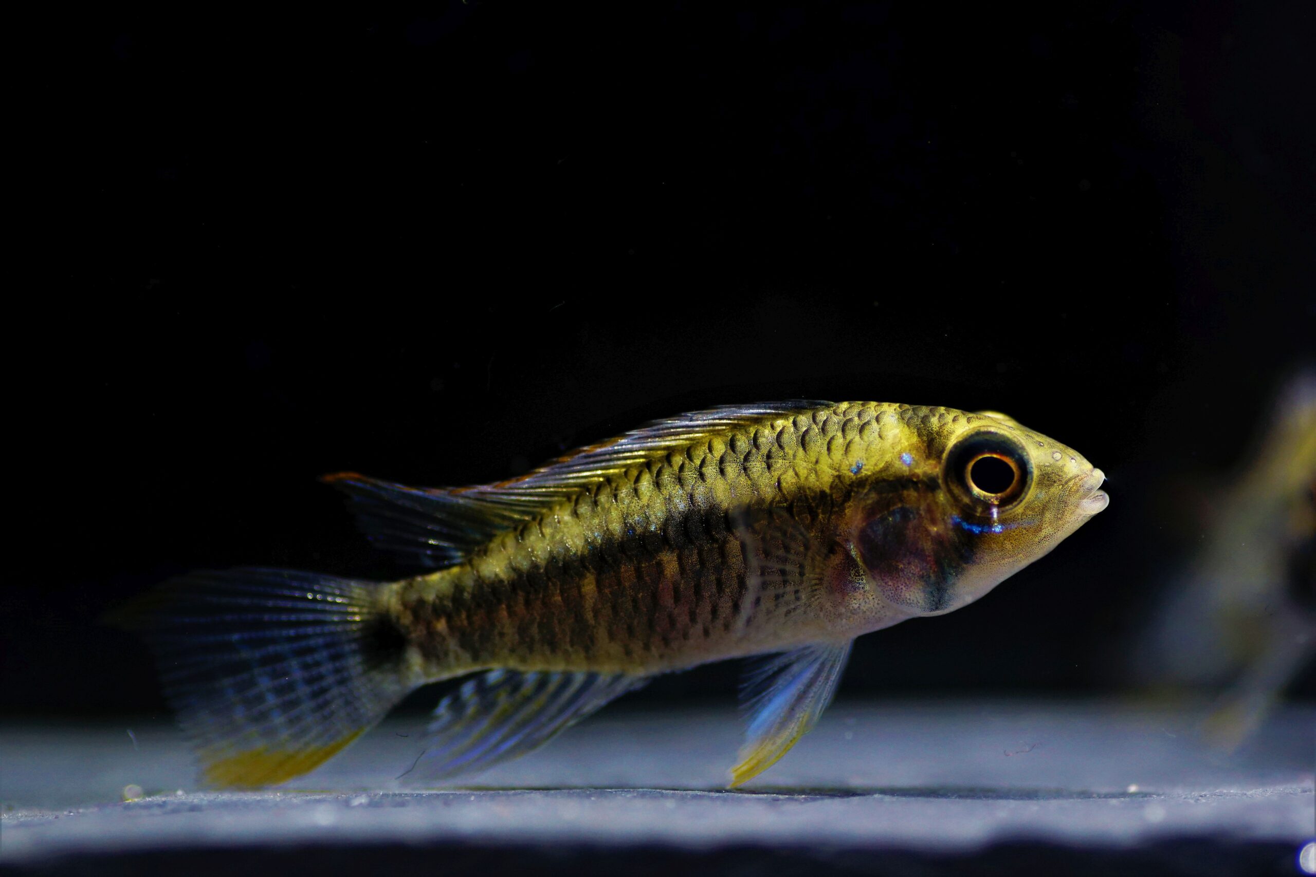 Apistogramma sp. red point (1)