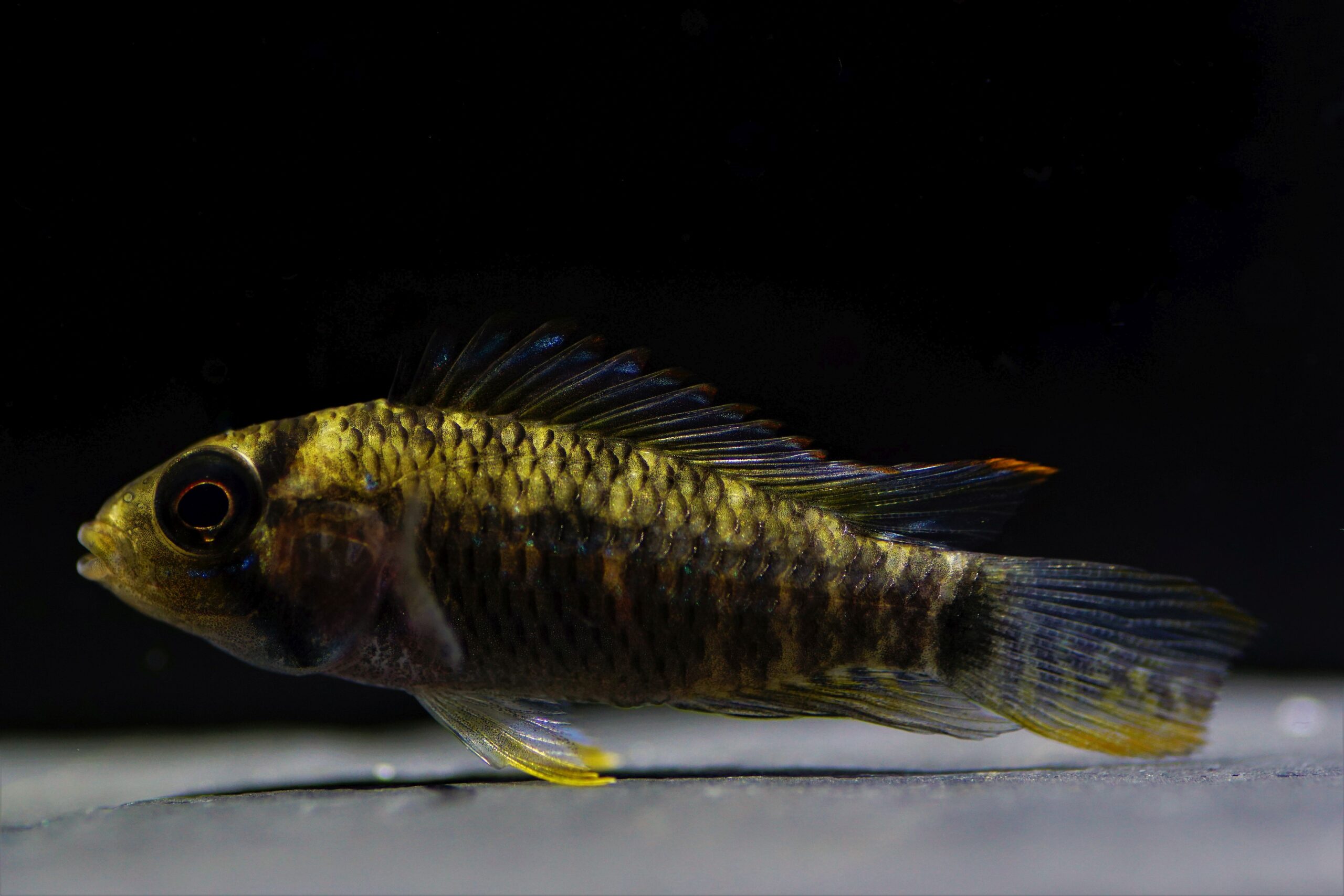 Apistogramma sp. red point (2)