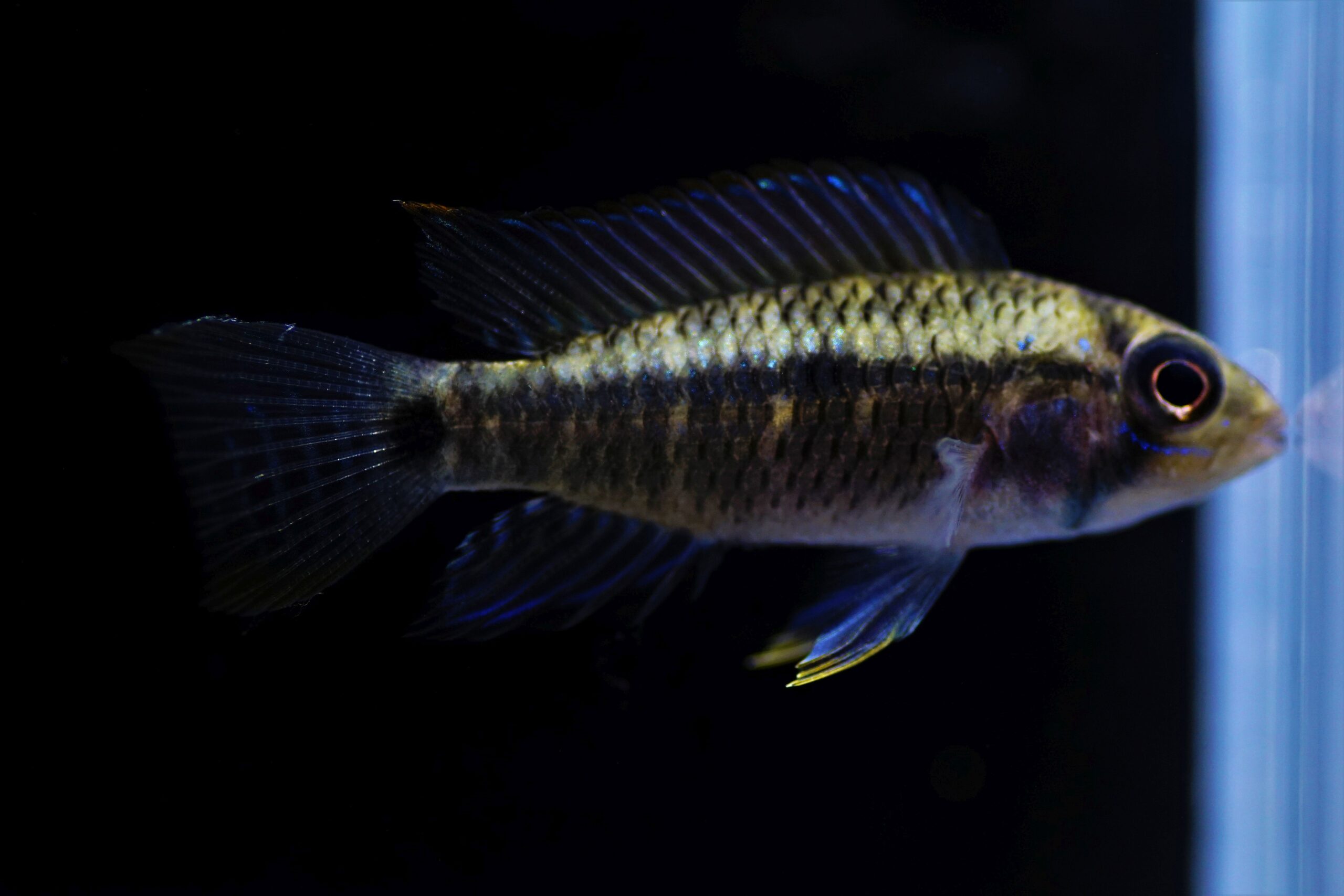 Apistogramma sp. red point (3)