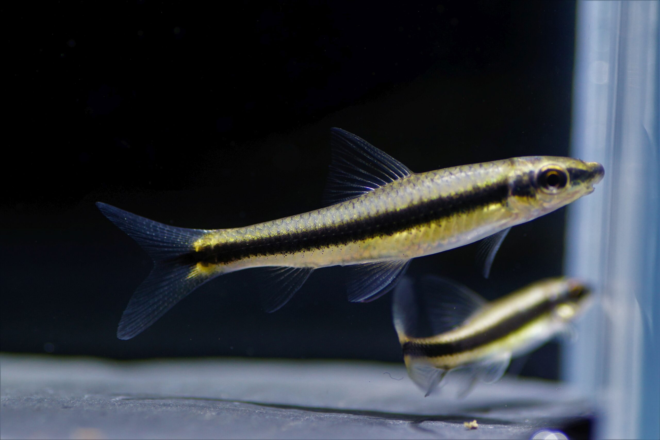 Crossocheilus oblongus