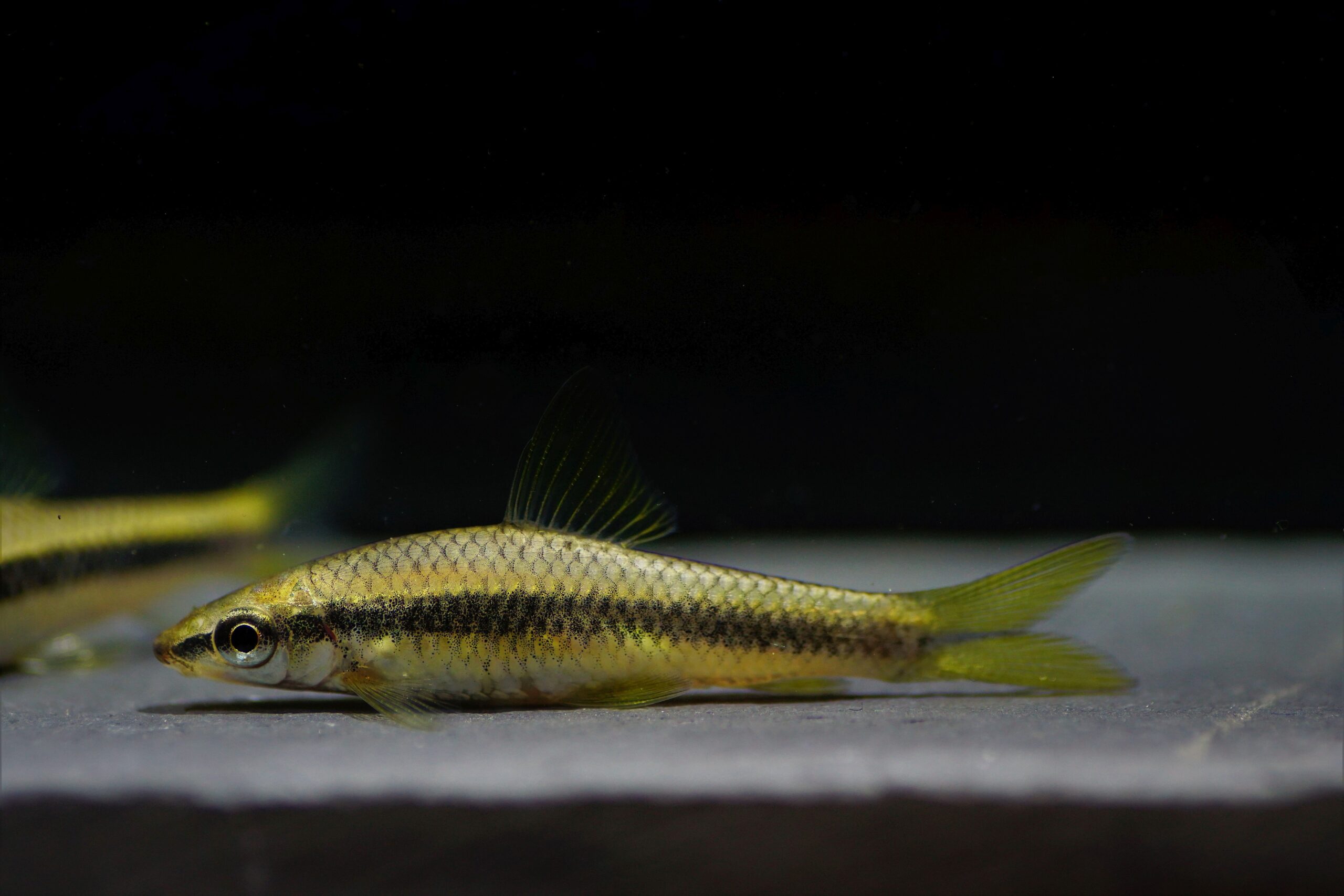 Crossocheilus siamensis