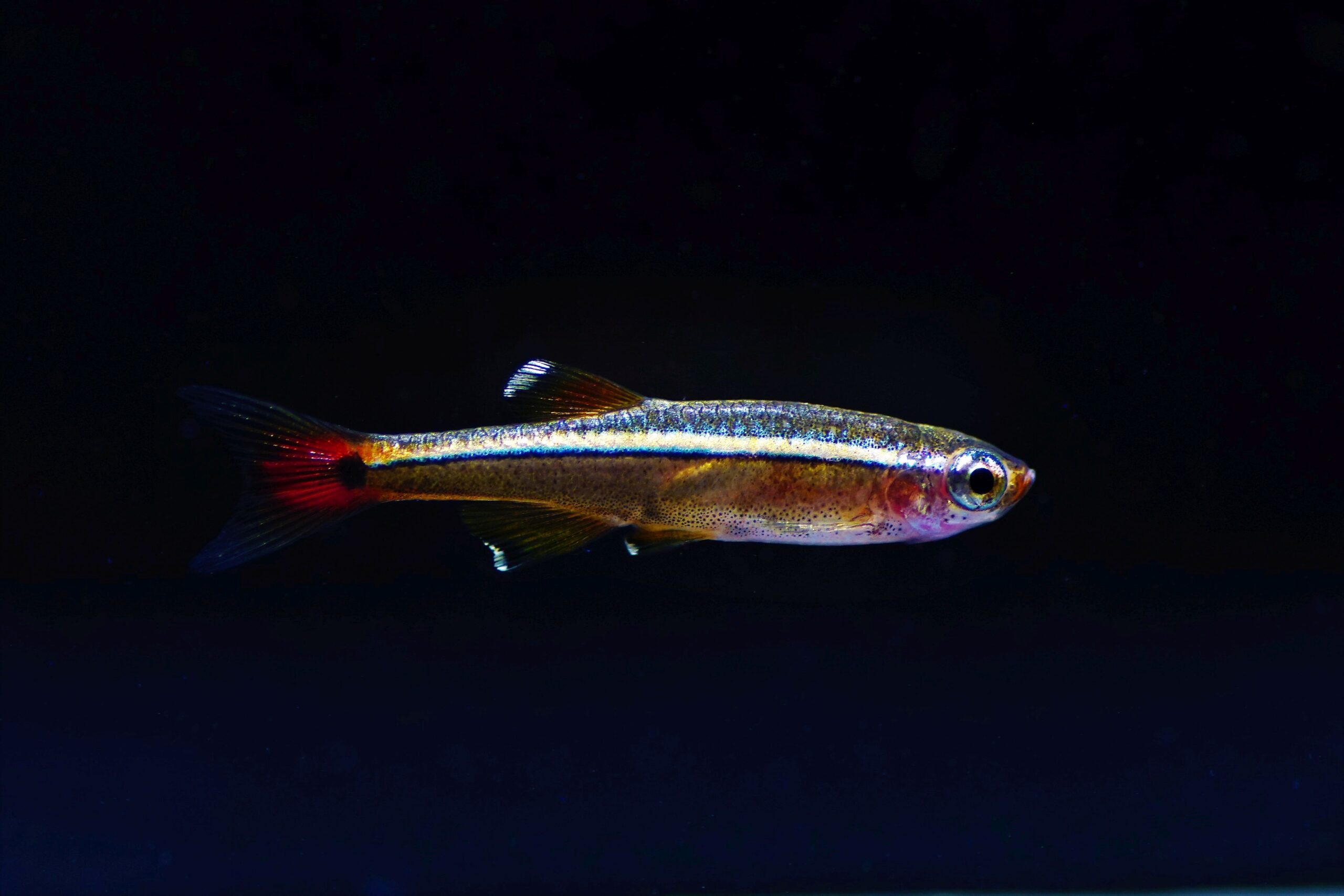 Tanichthys albonubes (1)