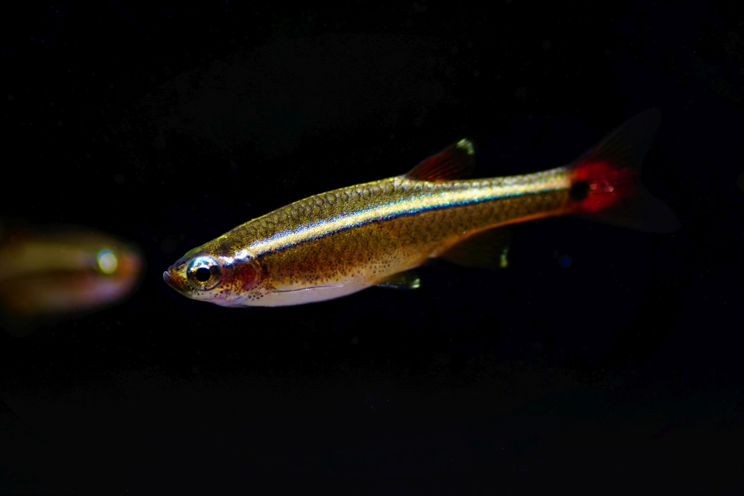 Tanichthys albonubes (2)