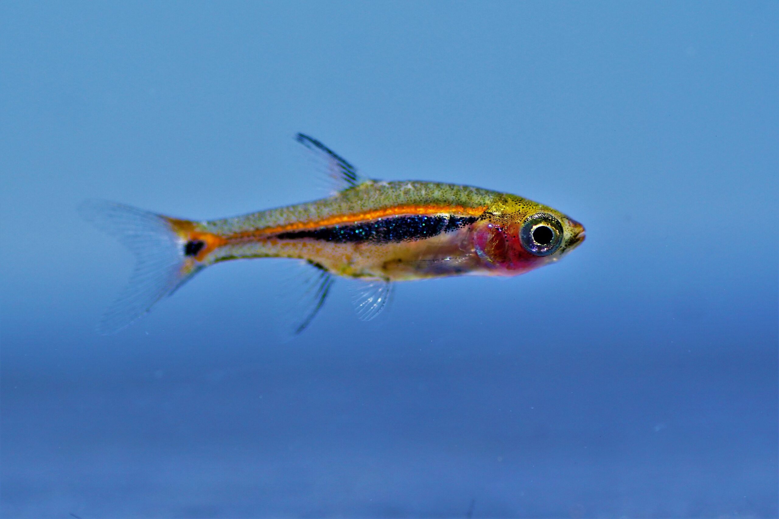 boraras urophthalmoides