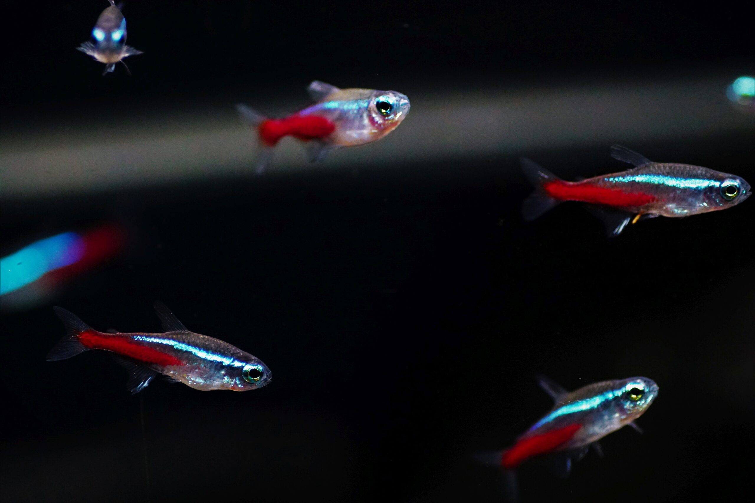 Paracheirodon Innesi (2)