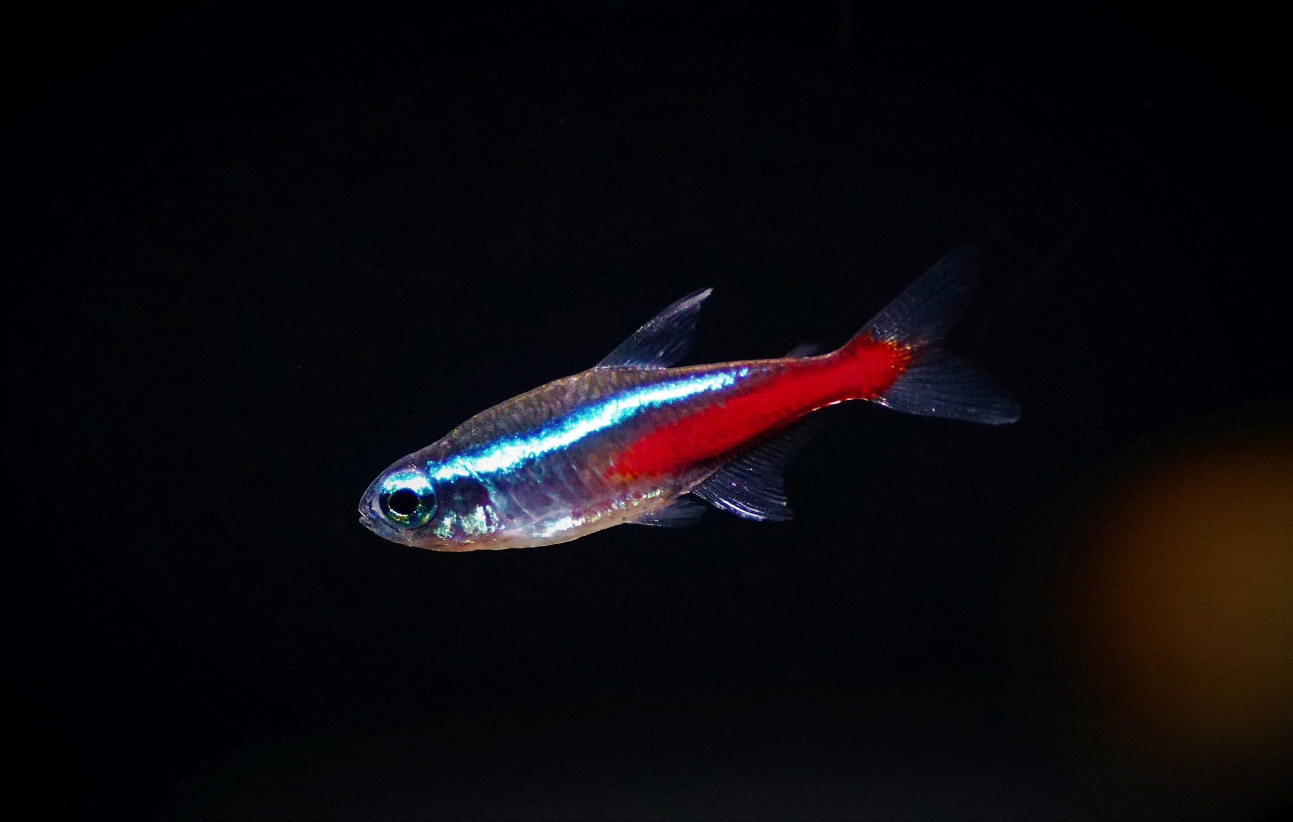 Paracheirodon Innesi