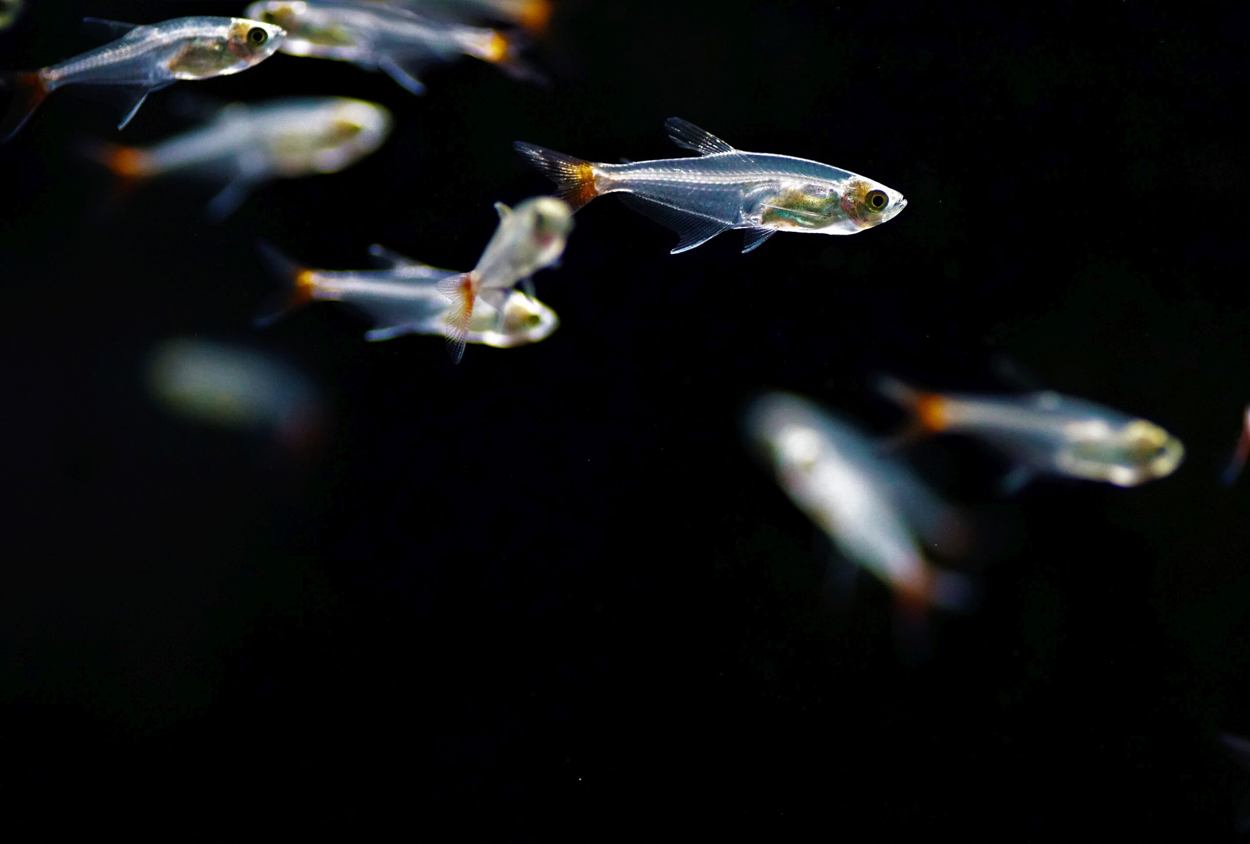 Prionobrama filigera (1)