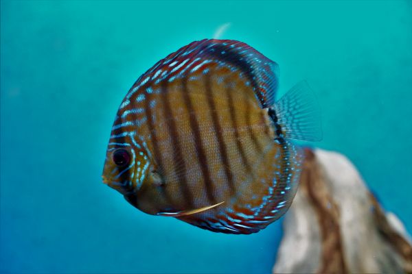 Diskus Red Scribbelt (1)