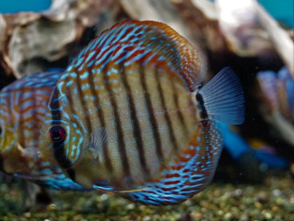 Diskus Red Scribbelt (2)