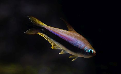 Nematobrycon palmeri (2)