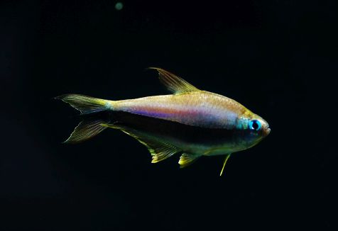 Nematobrycon palmeri