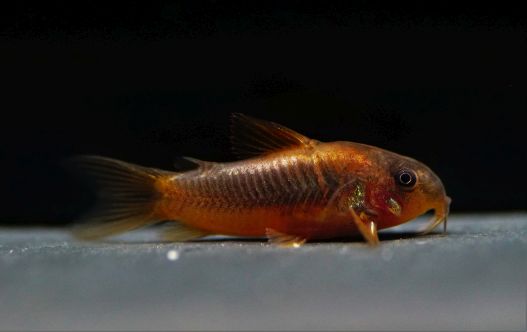 Corydoras red stripe cw 23