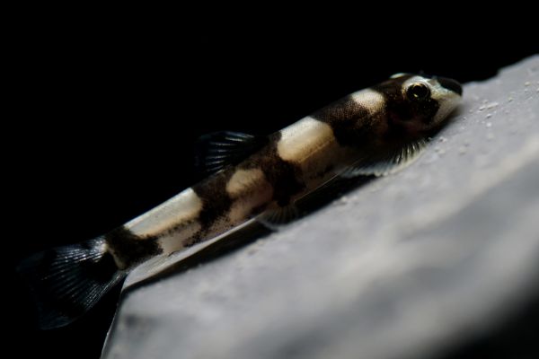 Yaoshania pachychilus