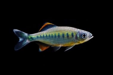 Barilius malabaricus - Malabar Schlankbärbling