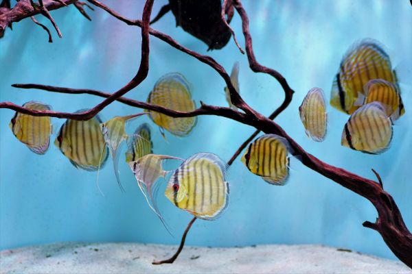 Diskus Green Tefe M 8-9cm (1)