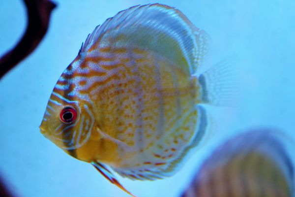 Diskus Green Tefe M 8-9cm (2)