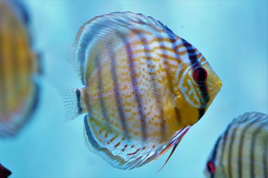 Diskus Green Tefe M 8-9cm (3)