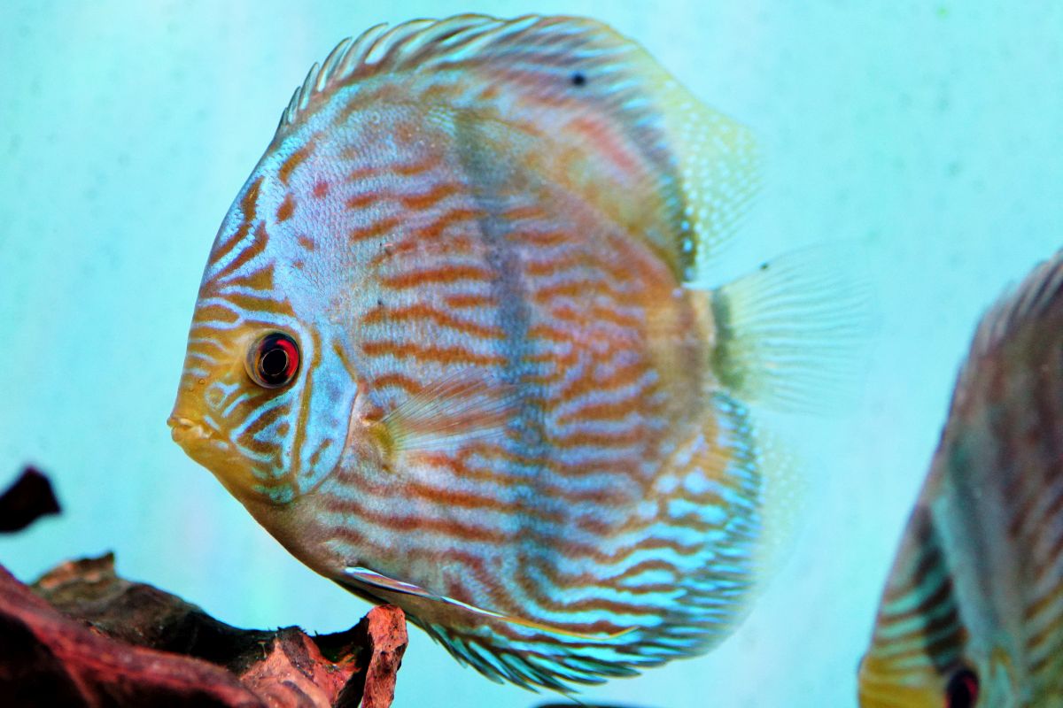 Heckel Blue Face Diskus 2