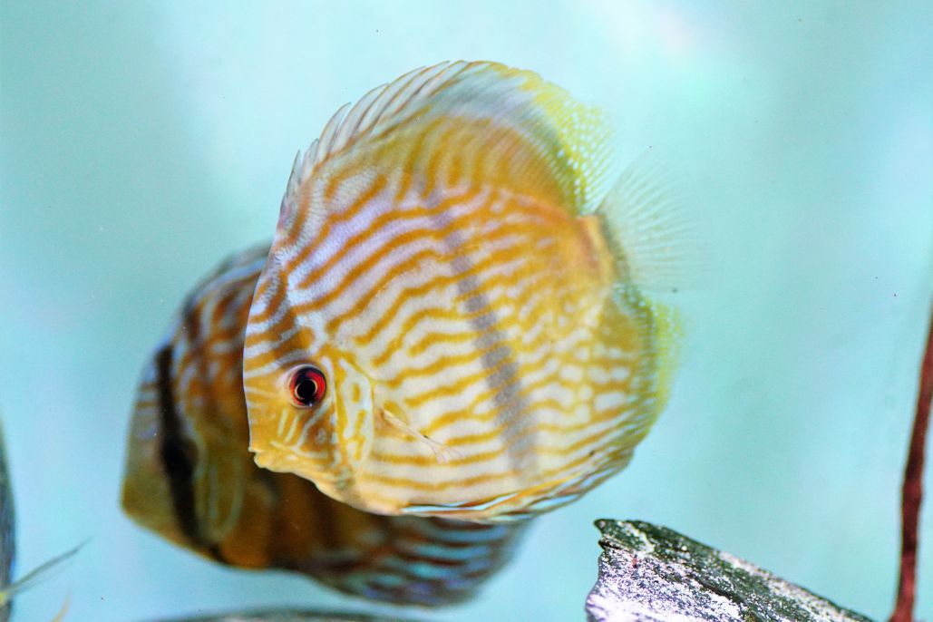 Heckel Blue Face Diskus 3