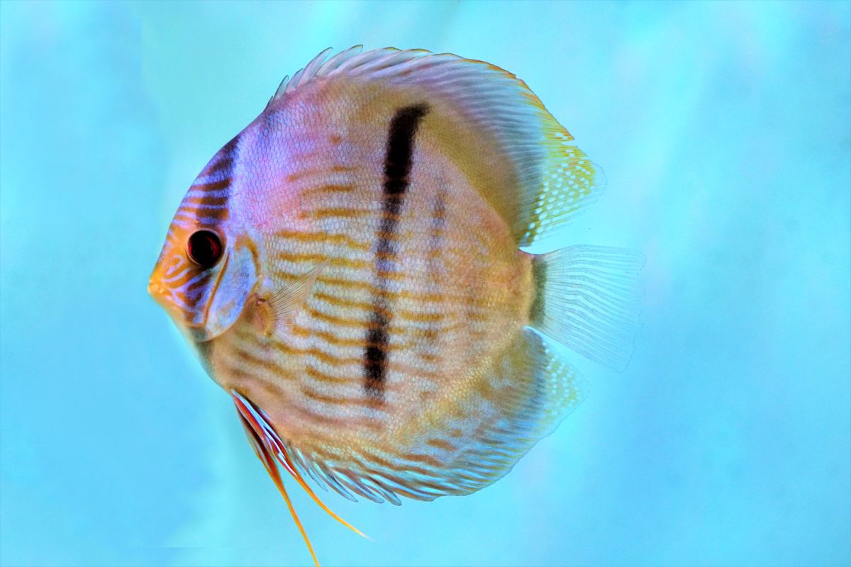 Heckel Blueface Diskus 1