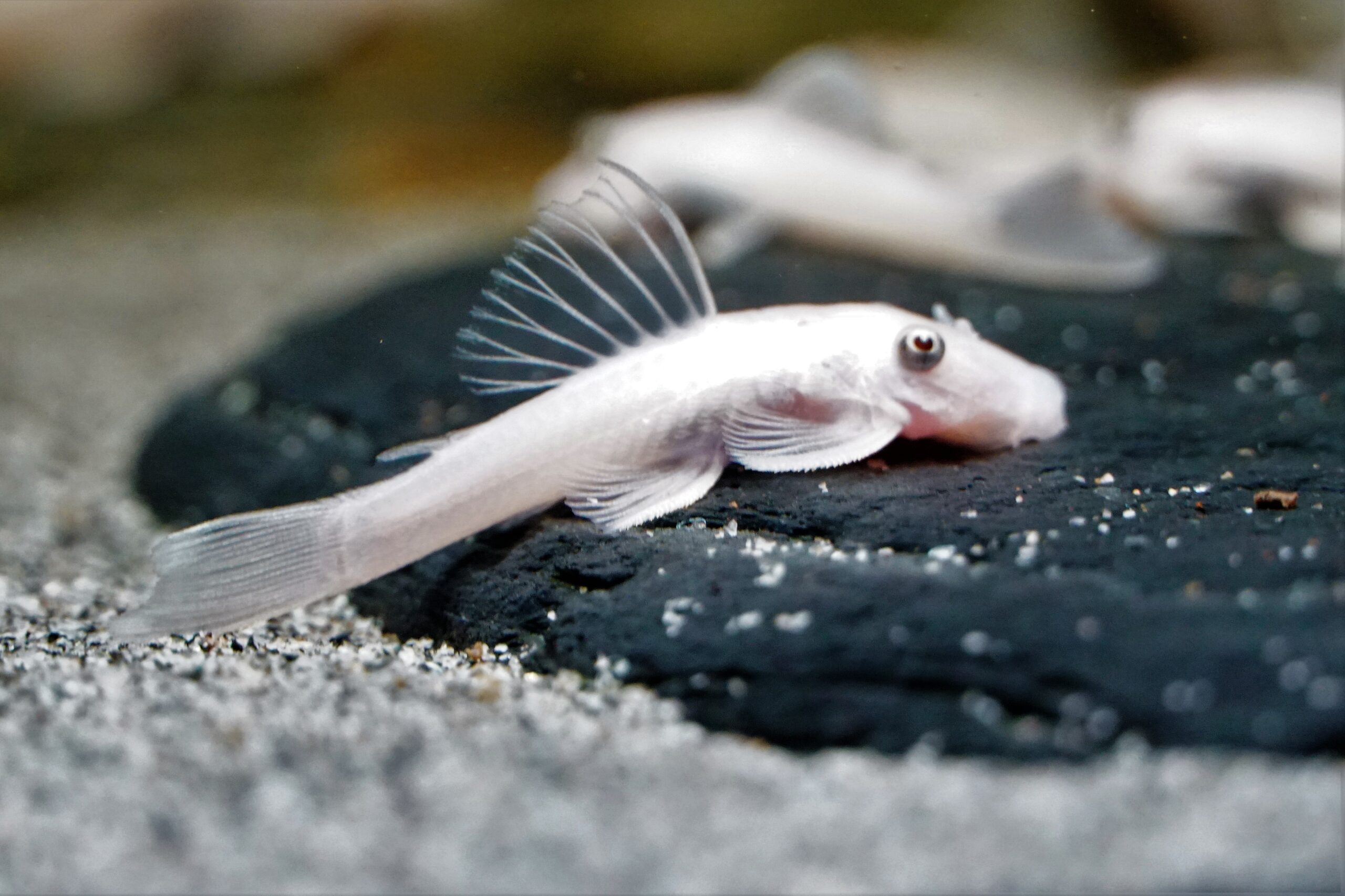 Ancistrus sp. L144 snow white (1)