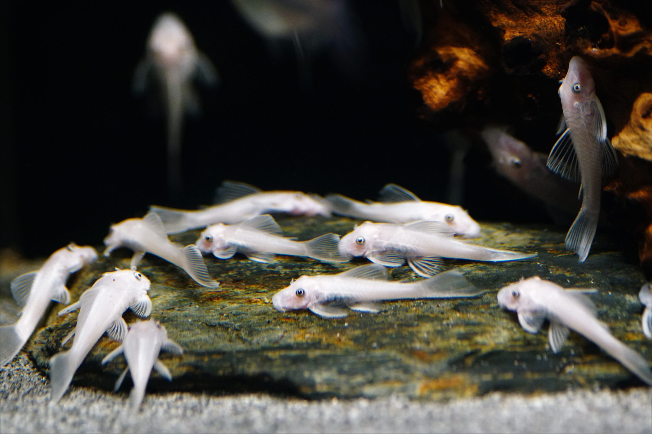 Ancistrus sp. L144 snow white (3)