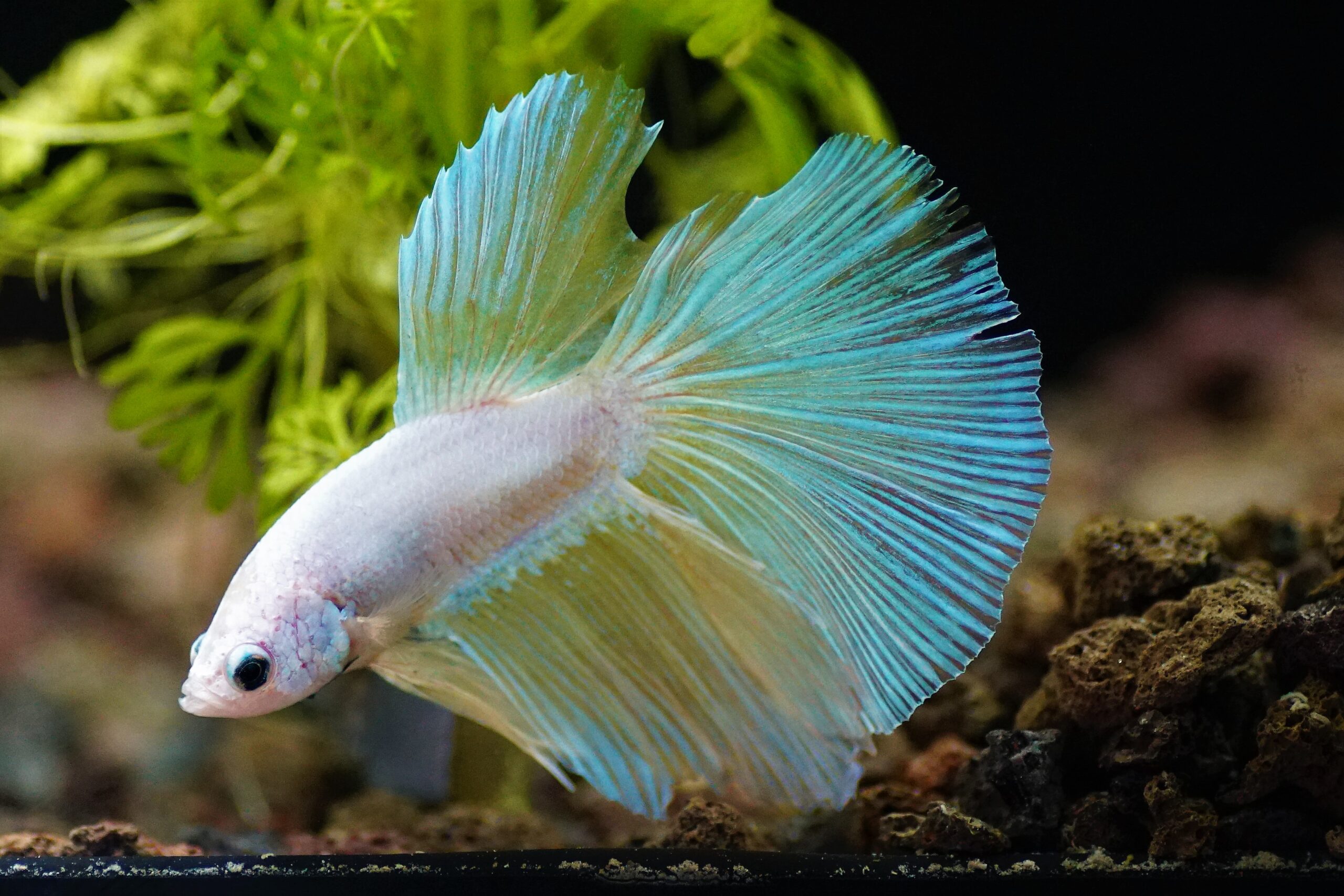Betta HM 1
