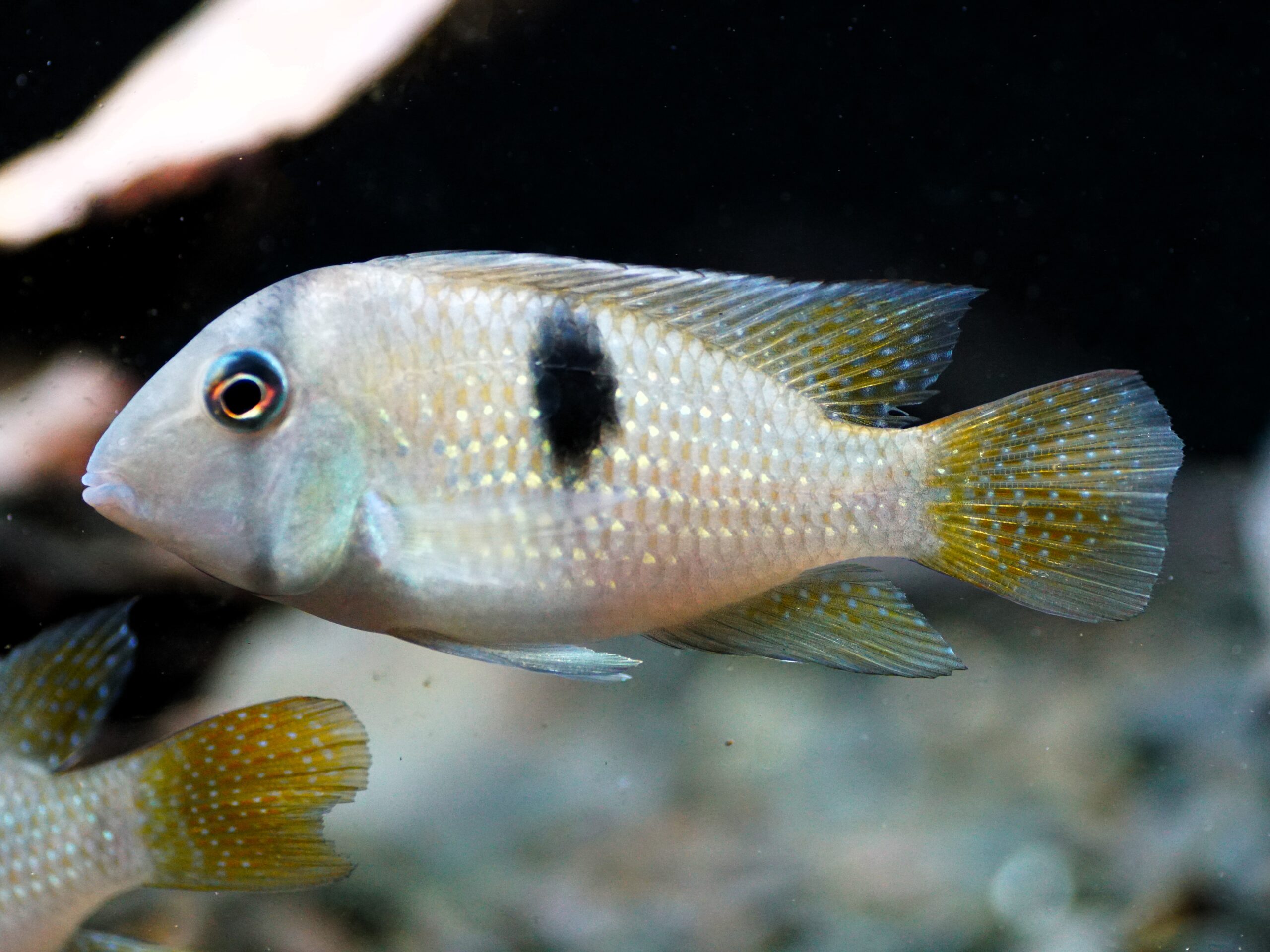 Guianacara stergiosi (2)