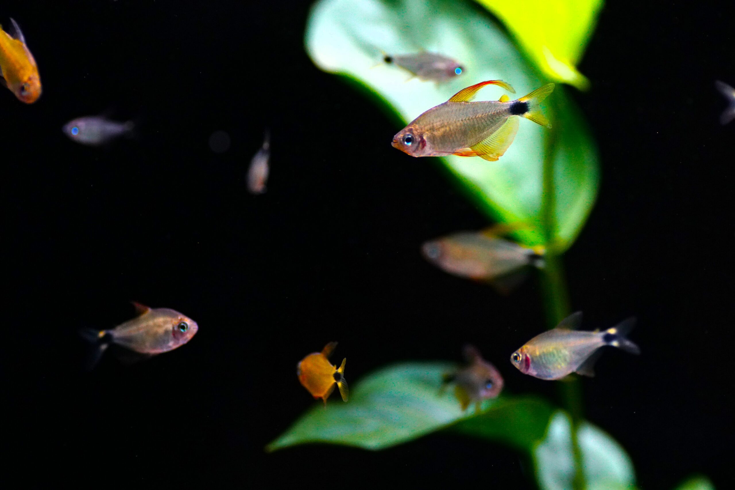 Hyphessobrycon procyon - Procyon-Salmler (2)