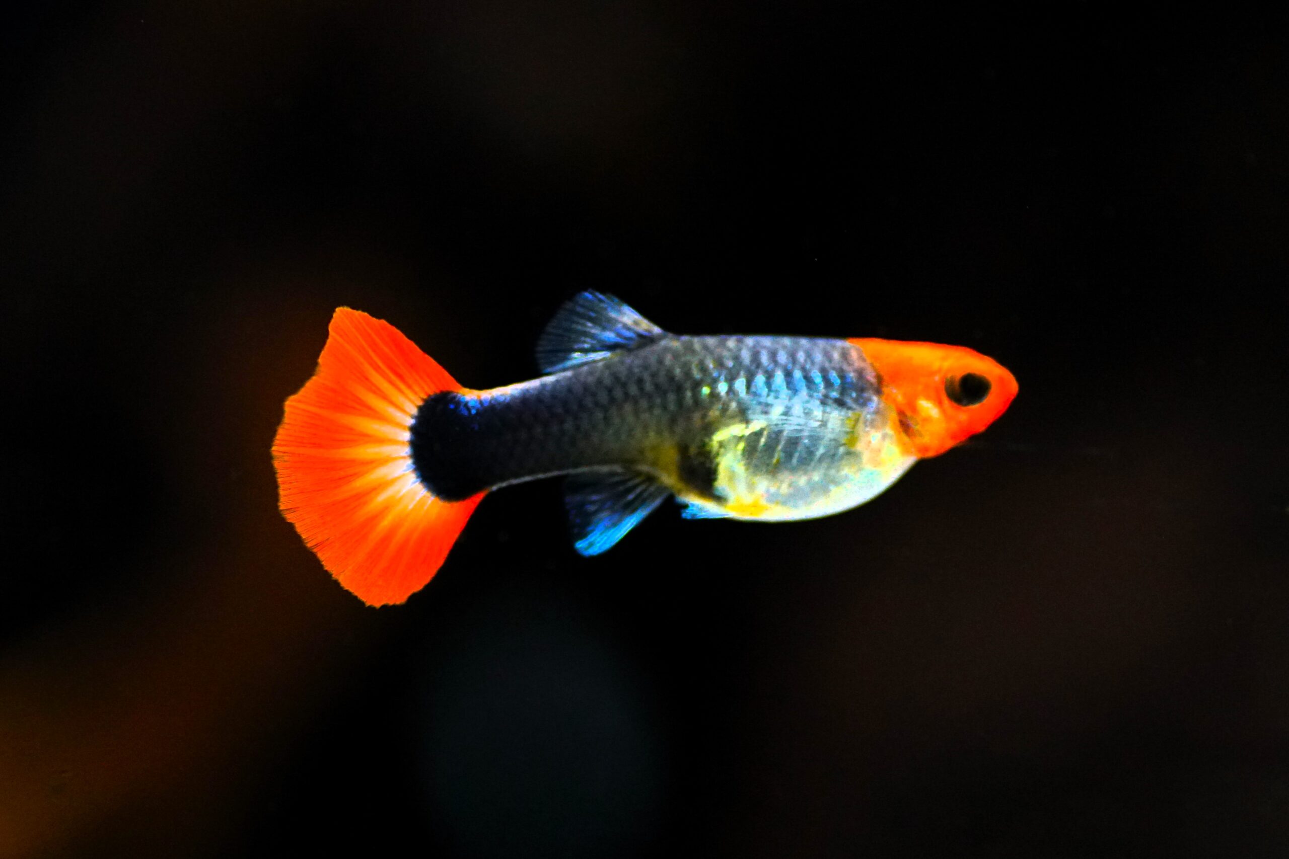 Poecilia reticulata - Guppy red cap brazil (1)