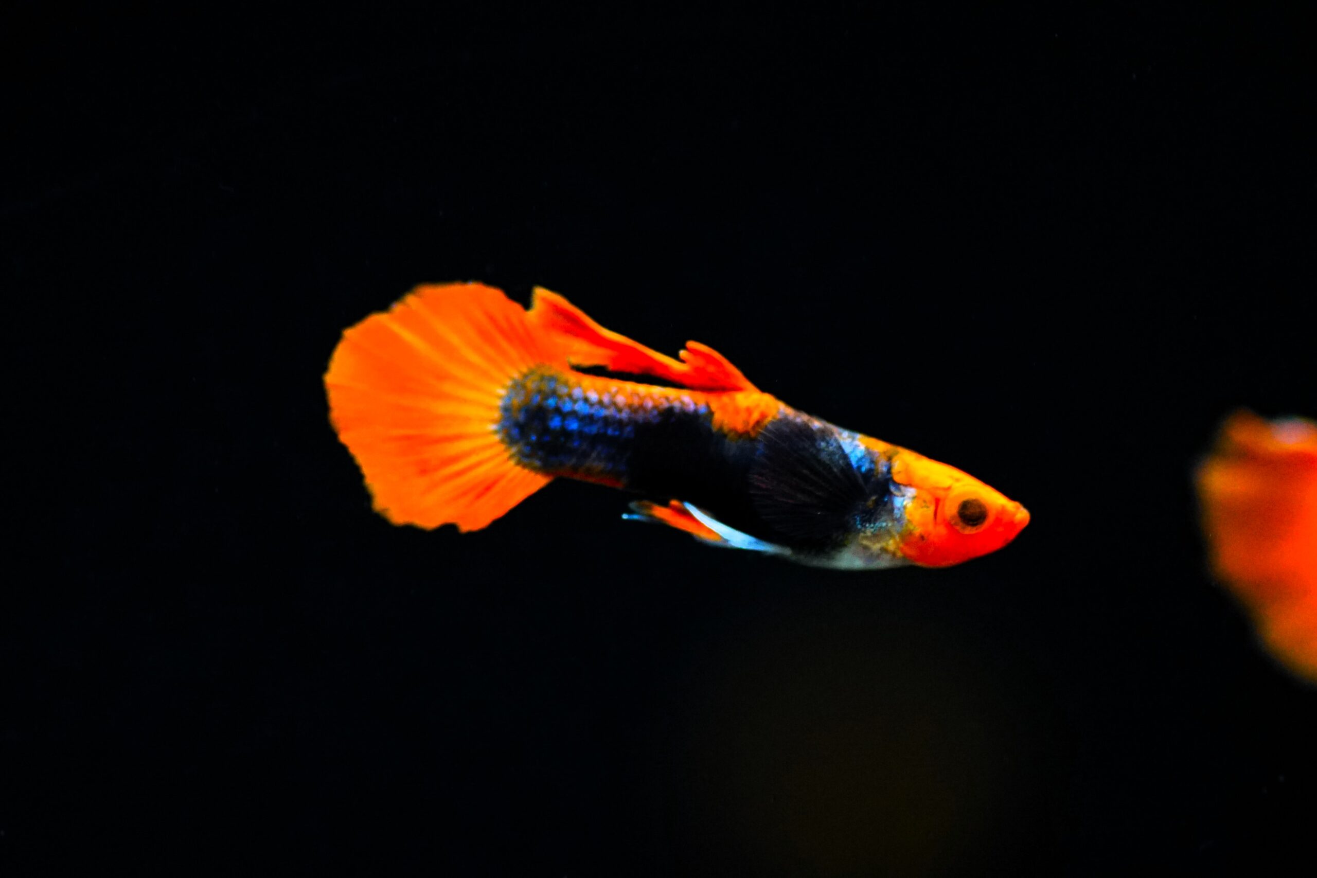 Poecilia reticulata - Guppy red cap brazil (2)