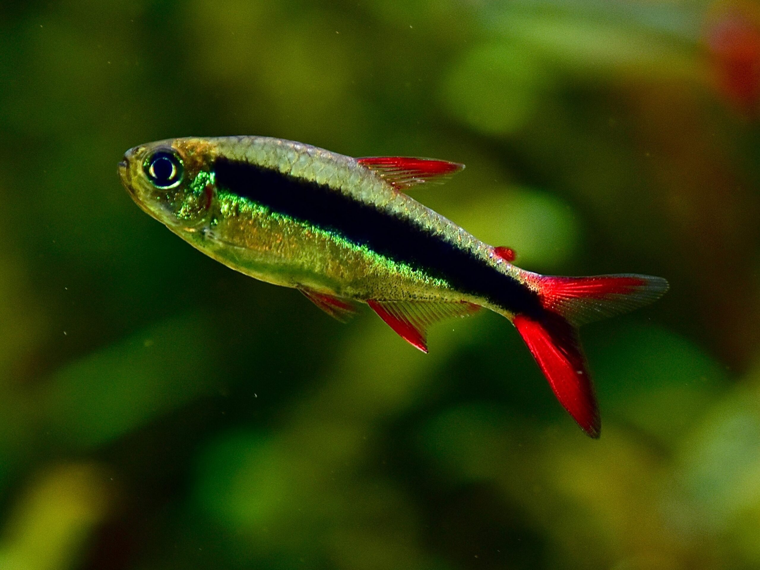 Thayeria sp. Red Tail Teles Pires - Rotflossen Schrägschwimmer (2)